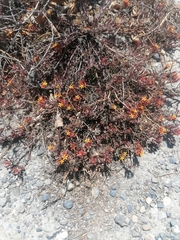 Quinchamalium chilense