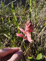 Sacoila lanceolata