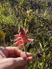 Sacoila lanceolata