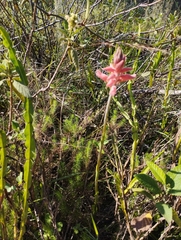 Sacoila lanceolata