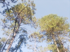 Pinus leiophylla