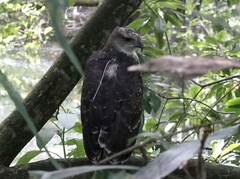 Nisaetus cirrhatus limnaeetus