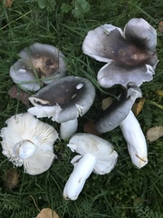 Russula parazurea