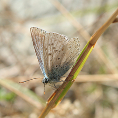 Polyommatus coridon