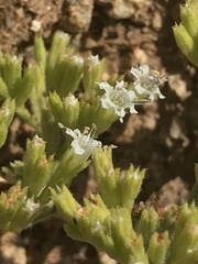 Chorizanthe umbellata