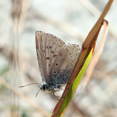 Polyommatus coridon