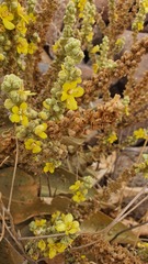 Verbascum sinaiticum
