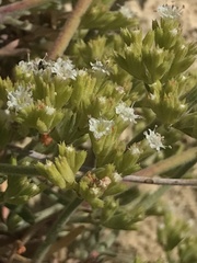Chorizanthe umbellata