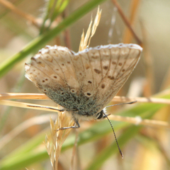 Polyommatus coridon