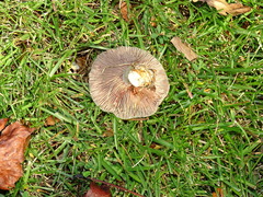Lactarius paradoxus