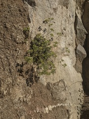 Chorizanthe umbellata