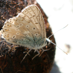Polyommatus coridon