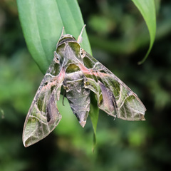 Daphnis nerii