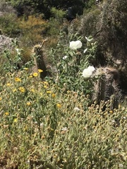 Argemone hunnemannii