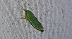 Gyponana