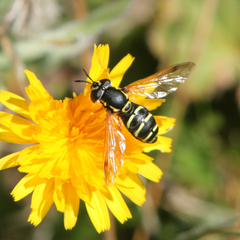 Chrysotoxum festivum