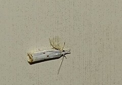 Microcrambus biguttellus