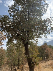 Quercus brantii