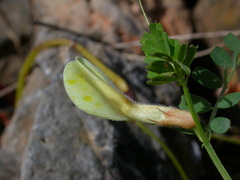 Vicia hybrida