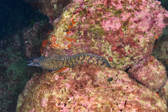 Muraena helena