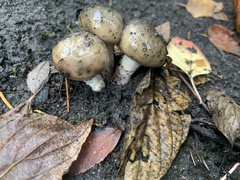 Gomphidius oregonensis