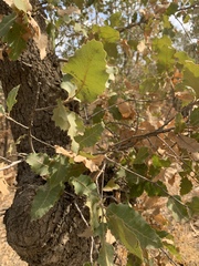Quercus brantii
