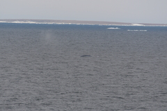 Balaenoptera musculus