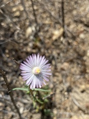 Lampranthus