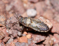 Pachygronthidae