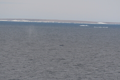 Balaenoptera musculus