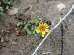 Limbarda crithmoides