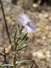 Lampranthus