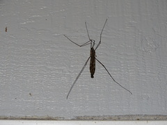 Tipula abdominalis