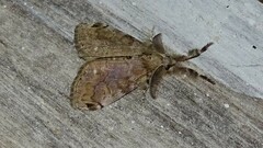 Dasychira obliquata