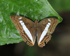 Adelpha alala