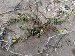 Limbarda crithmoides