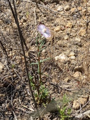 Lampranthus