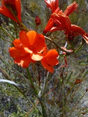 Pillansia templemannii