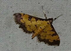 Ategumia ebulealis
