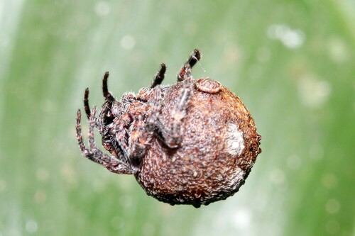 Roly Poly Orb Weaver
