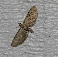 Eupithecia miserulata