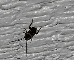 Periplaneta fuliginosa