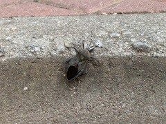 Pachylis laticornis