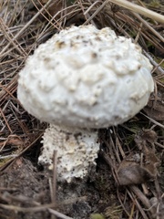 Amanita magniverrucata