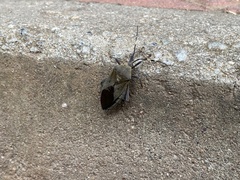 Pachylis laticornis