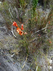 Pillansia templemannii