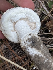Amanita magniverrucata