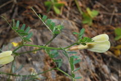 Vicia hybrida