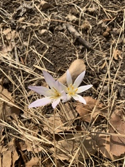Colchicum kotschyi