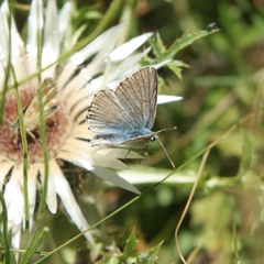 Polyommatus coridon